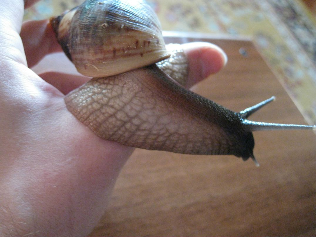 Олеся Тищенко | Электросталь