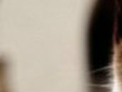 Константин Ляховец FoxHz | Тверь