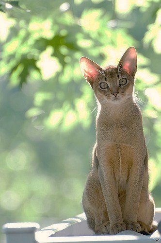 Яна Черных | 