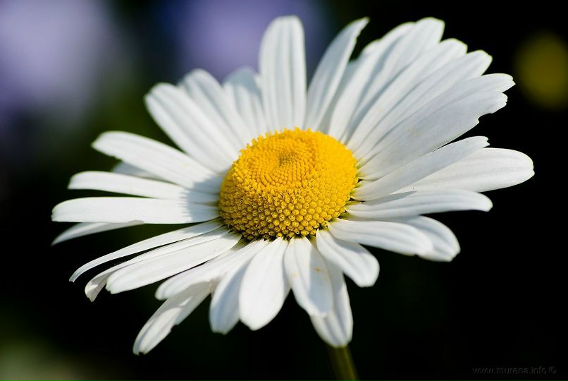 Ольга Огородова | Санкт-Петербург