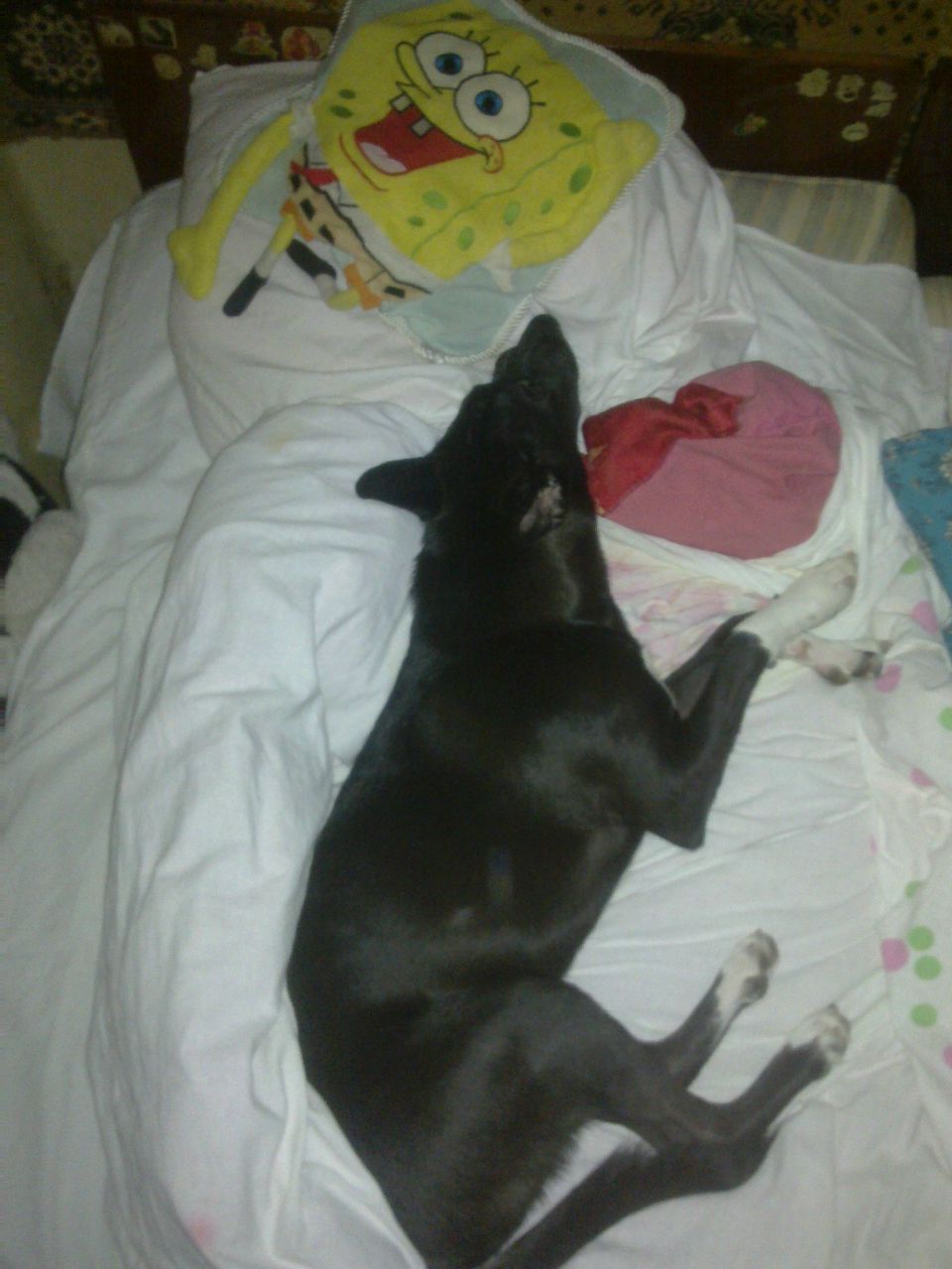 Genchik Friendly | Киев