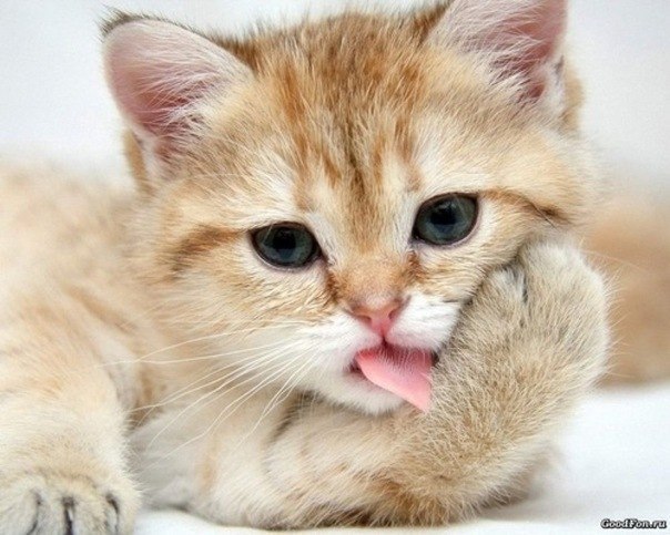 Саша Новикова *Natascha* | Москва