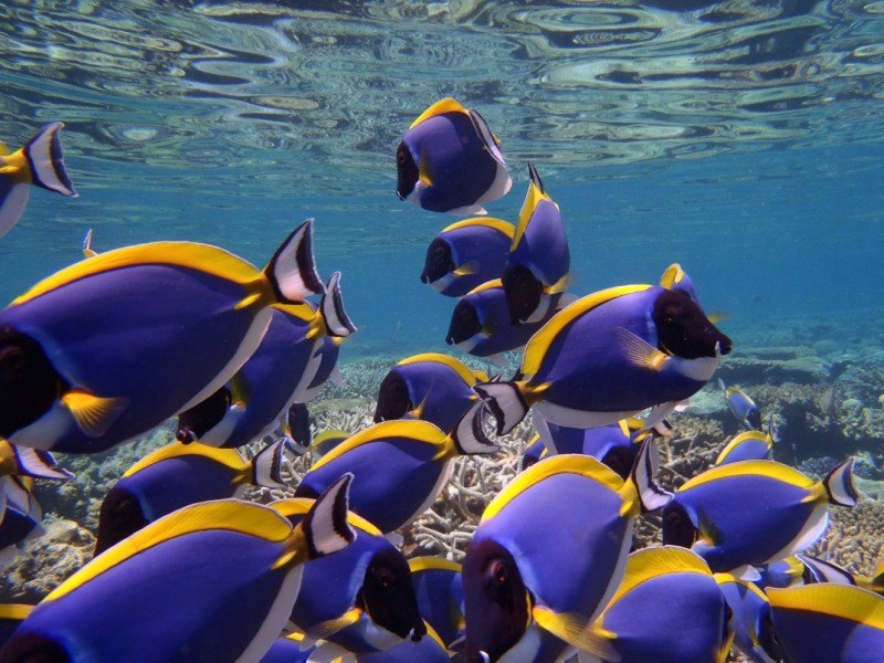 Сергей Краснов | Дзержинский