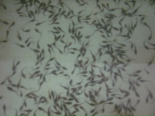 №26, Алексей Ким, 54 года, Караганда, Казахстан №26, Алексей Ким, 54 года, Караганда, Казахстан