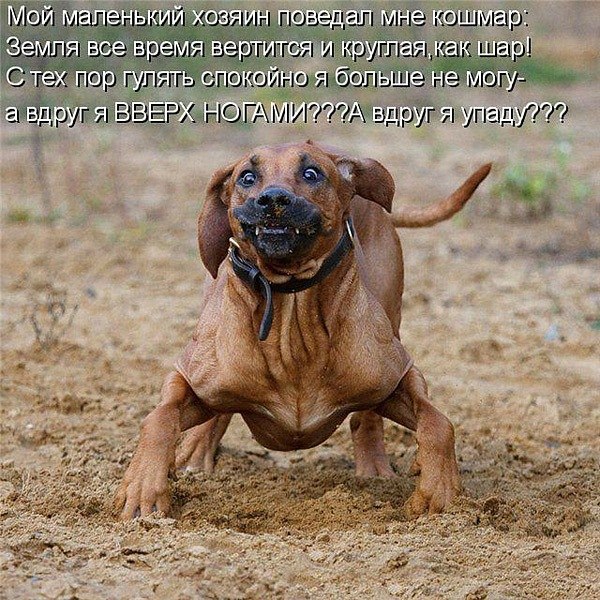 Алина Заколодная жужа | Черкассы