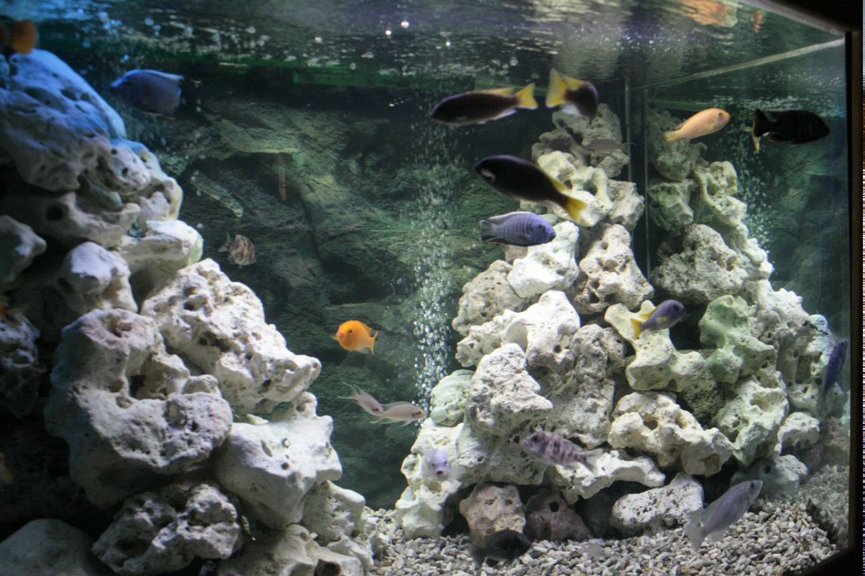 Ирина Комолова | Санкт-Петербург