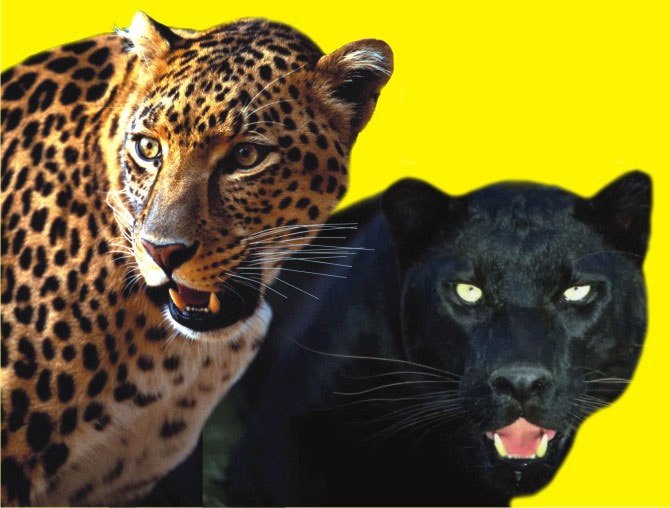 Ирина Коломиец | 