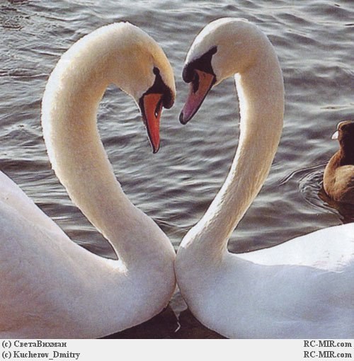 Александра Гусаренкова | Москва