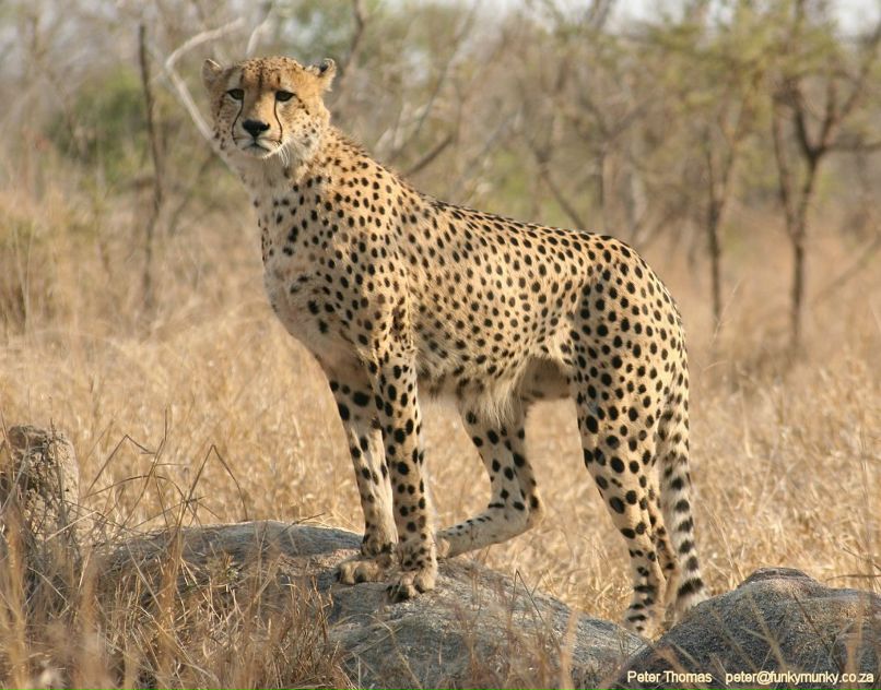 Асюша Демчук | Хабаровск