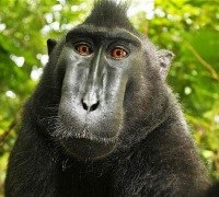 Аларих Гаруспик | Екатеринбург