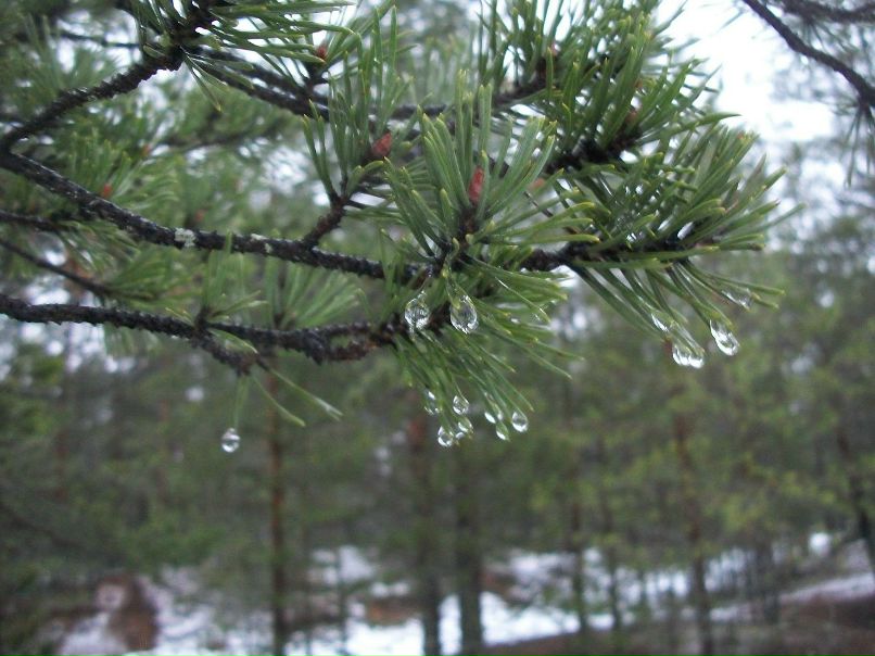 Марина Корнакова | Санкт-Петербург