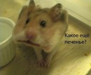 Фотография Пластинина Игоря