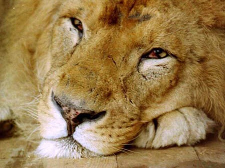 №105, Pretty Squirrel, Минск №105, Pretty Squirrel, Минск