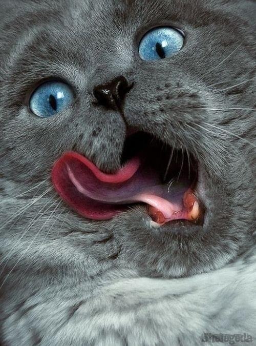 Наталия Цвелых | Киев