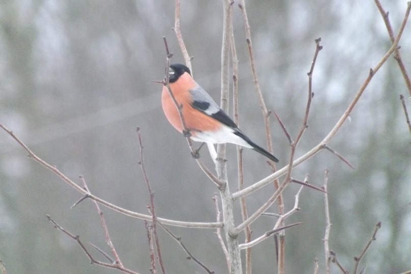 Виктор Морозов | Санкт-Петербург