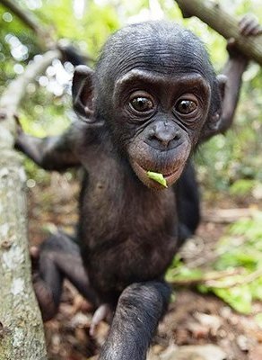 Валерій Анікеєнко | Полтава