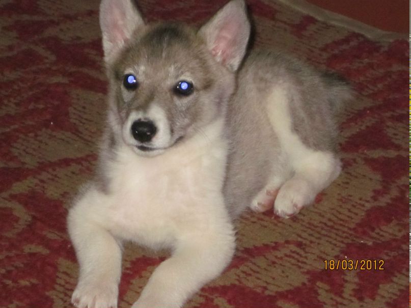 Сергій Пінтак | Ярмолинцы