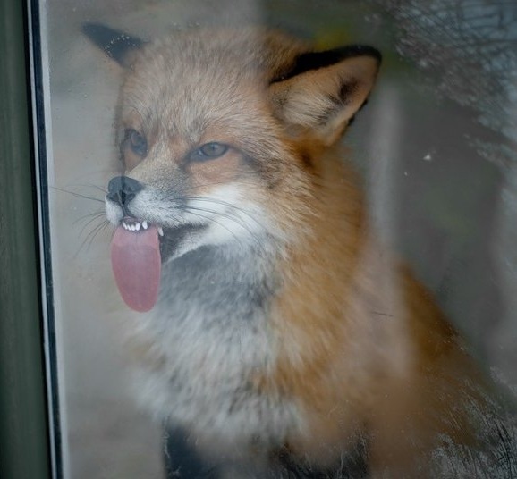 №14, Жора Каменев, Санкт-Петербург №14, Жора Каменев, Санкт-Петербург