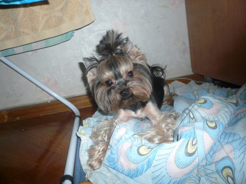 Лилия Пимонова | Липецк