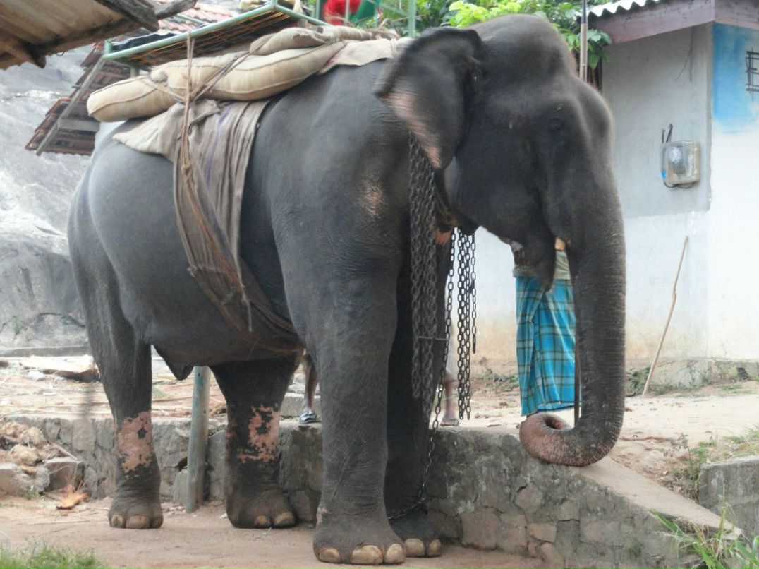 Алла Кирилловская | Санкт-Петербург