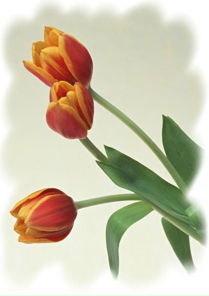 №103, Варюша Серебрякова, Гродно №103, Варюша Серебрякова, Гродно