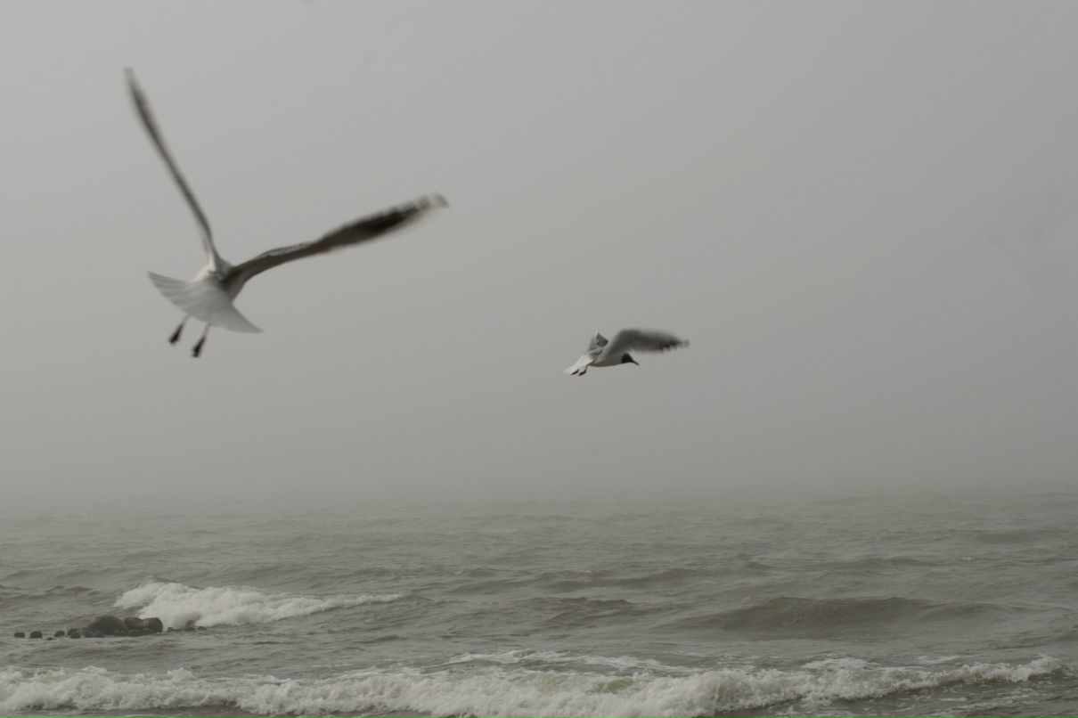 Алексей Колеров | Санкт-Петербург
