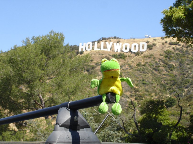 Лягуха Зырящая | Санкт-Петербург