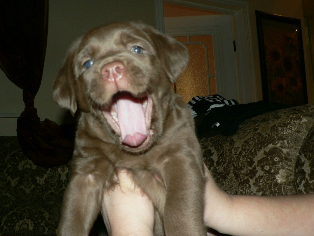 Виктория Карпова | Киров