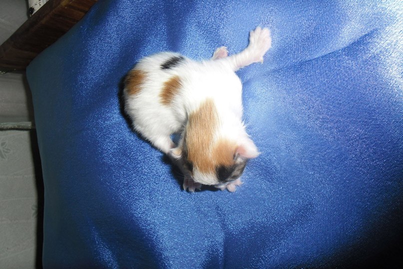 Зоя Мелкуева | Олонец