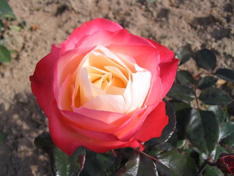 Алексей Юшков | 