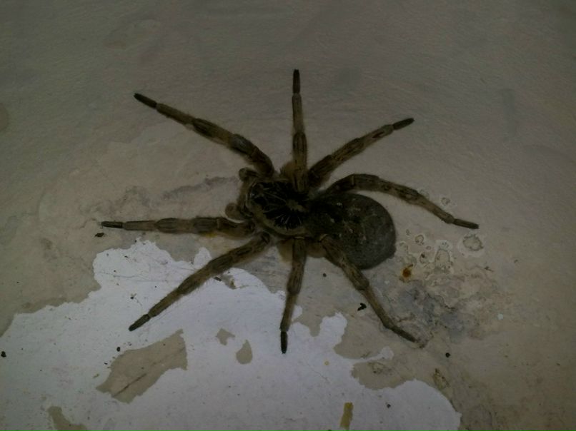 Эдуард Старухин Павлович | Уфа