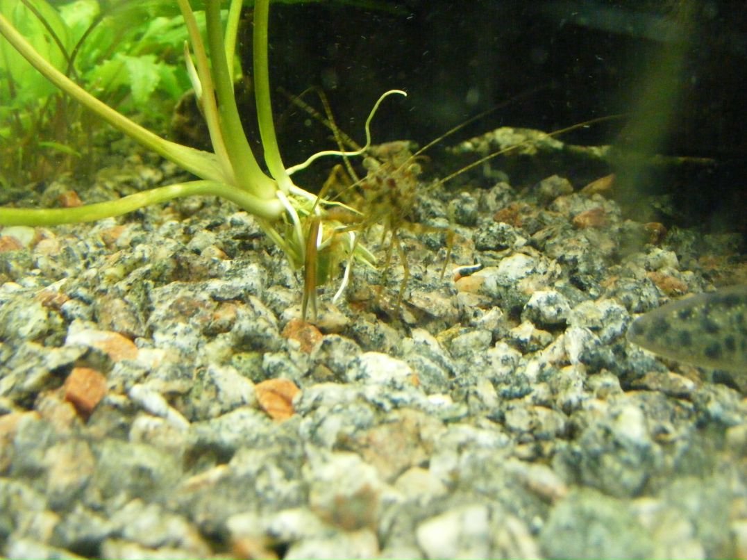 Василий Яцышин | 