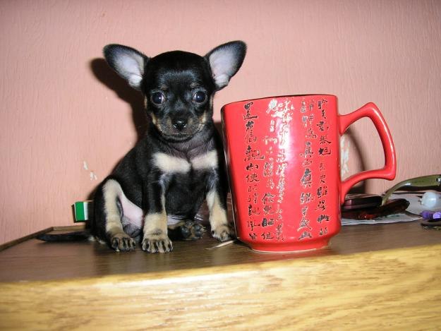 Людмила Конаржевская | Севастополь