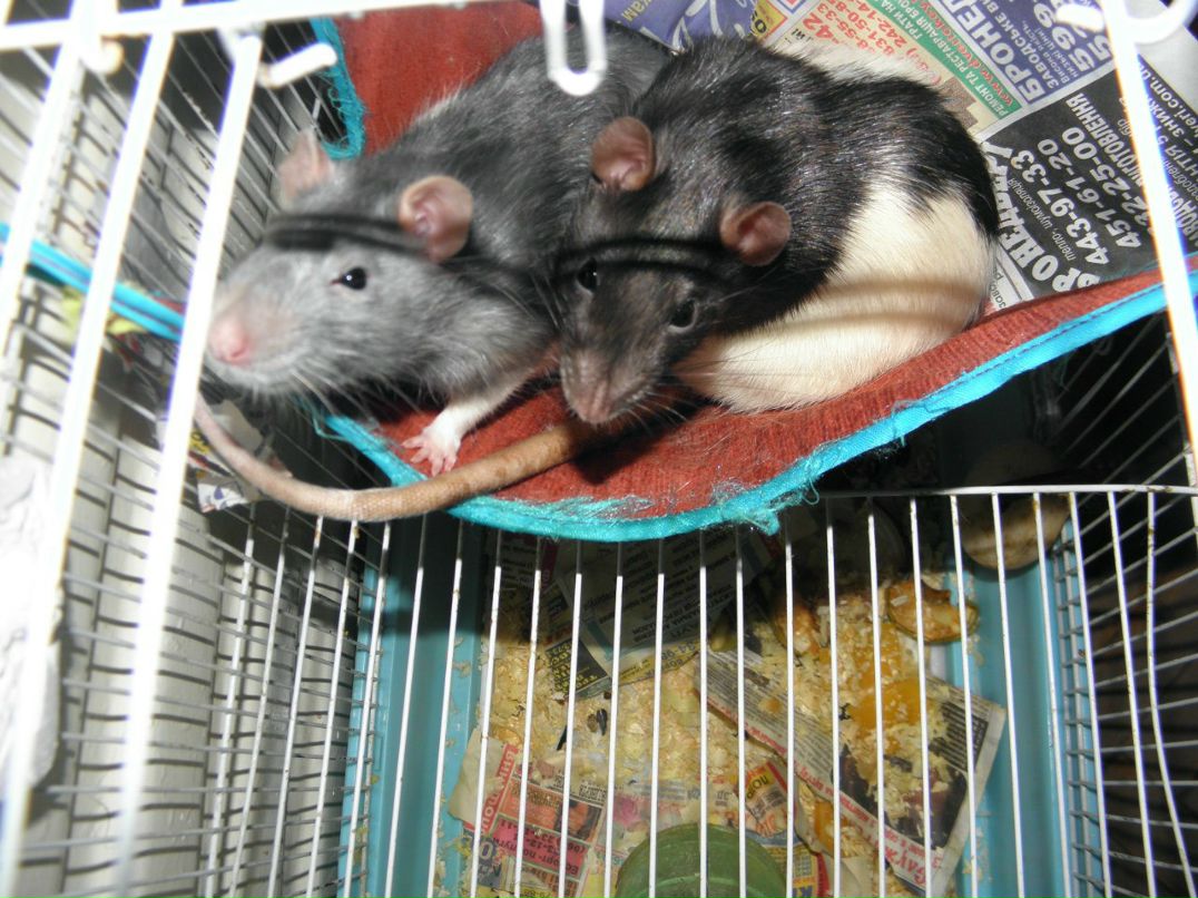 Настенька Колосова SUN | Киев