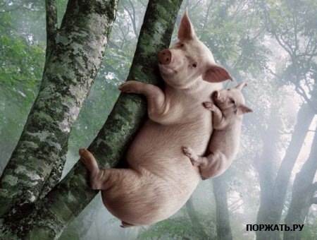 №17, Илья Павловский №17, Илья Павловский