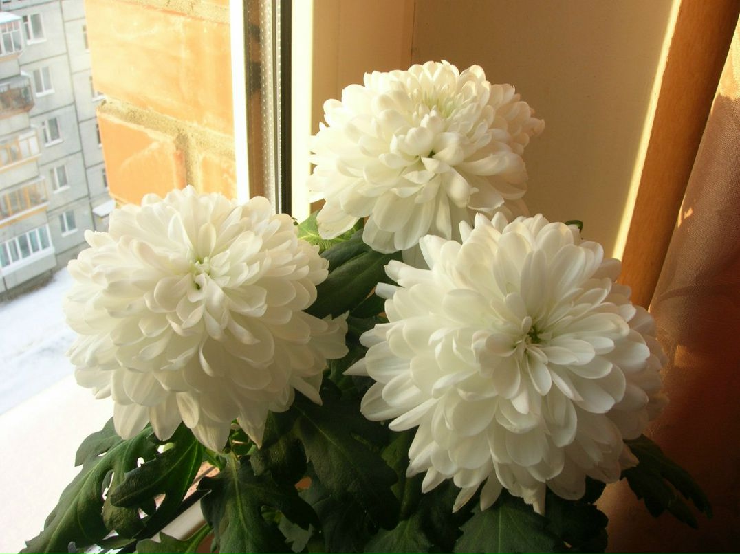 Ольга Пика | Санкт-Петербург