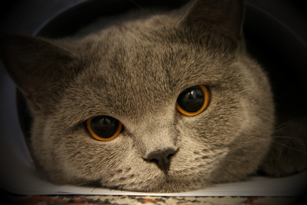 №43, Сергей Богородов, Минск №43, Сергей Богородов, Минск