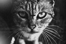 Фотография Францева Тёмы