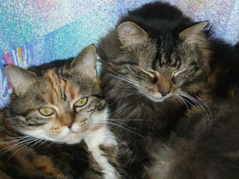 Антонина Самойленко Сергеевна | Санкт-Петербург