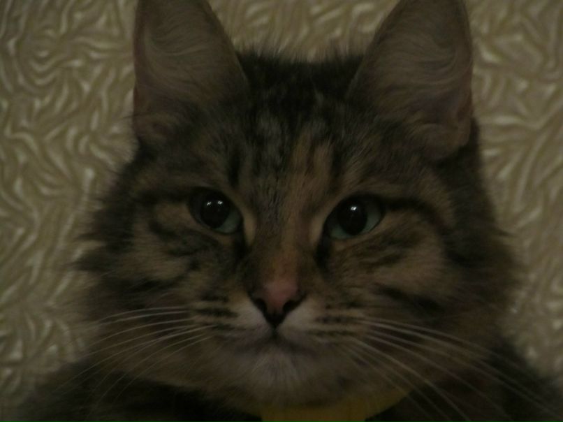 Карина Белова | Волоколамск