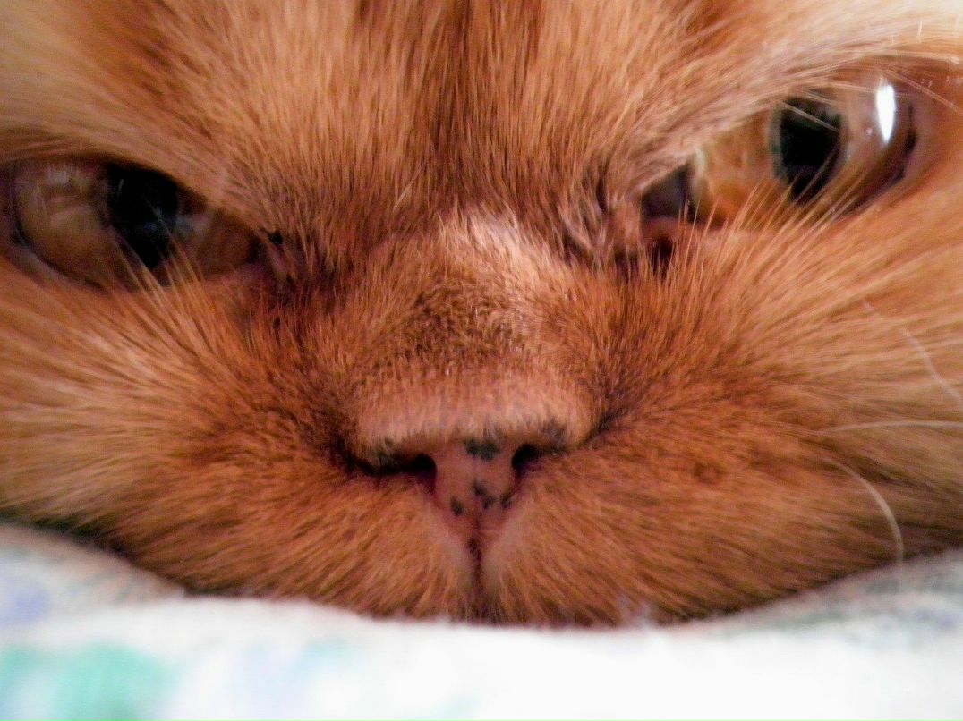 Николай Колесников Коле Лукойе | 