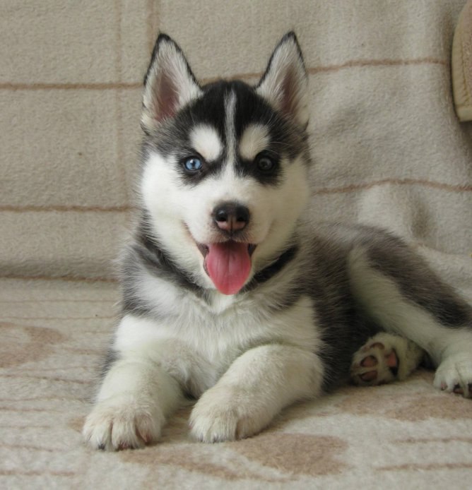 Никита Димянов | 