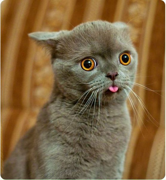 №68, Родион Фадеев, Киев №68, Родион Фадеев, Киев