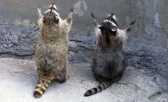 Ксения Зорькина ***енотик*** | Москва