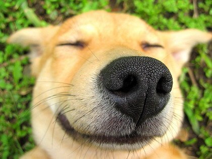 Андрей Дмитриев | Киев