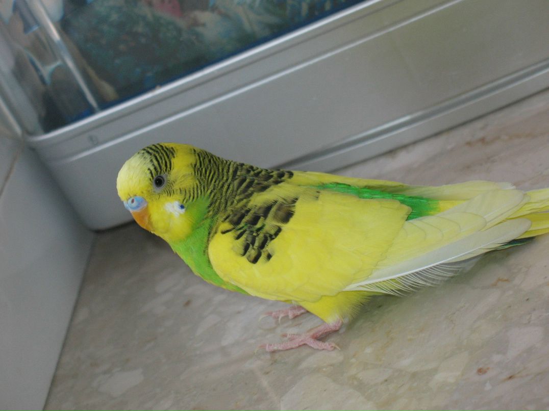 Віталік Палинський | Львов