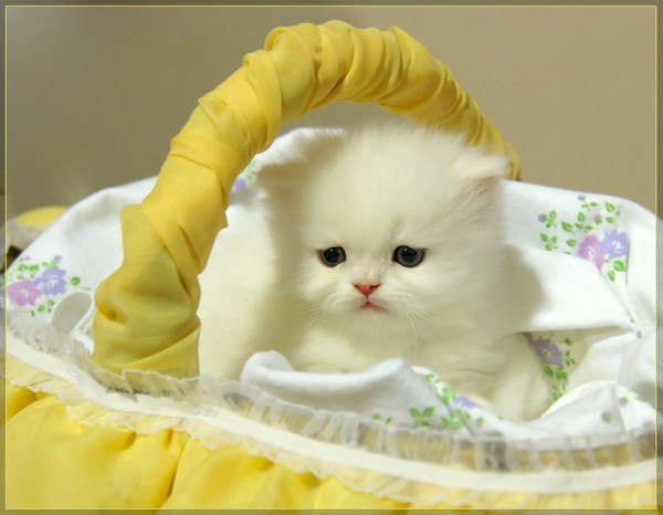 Иришка Милашка | Хмельницкий