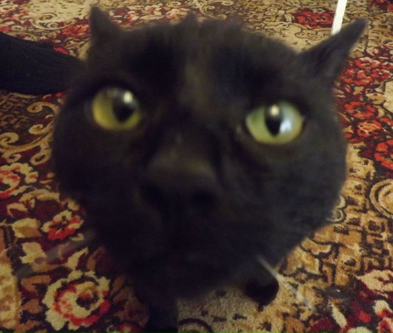 Марина Гоголева | Череповец