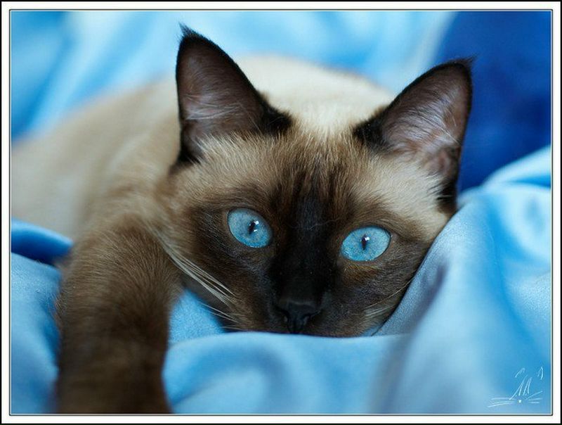 №13, Марина Емельянова, Beograd №13, Марина Емельянова, Beograd