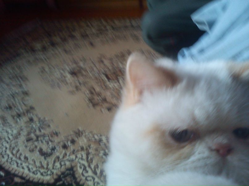 Ірина Малецька Lady 